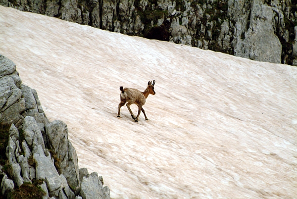 Camoscio d''Abruzzo Rupicapra pyrenaica ornata